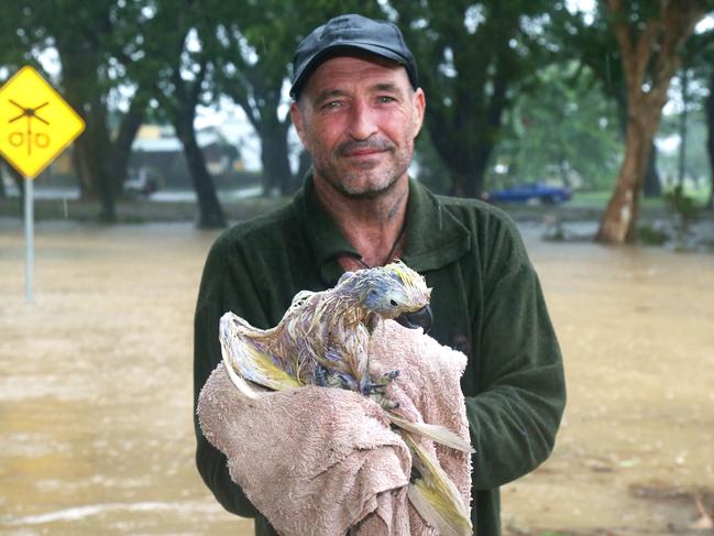 Mick Burford of Mossman rescues a cockatoo injured by Cyclone Jasper’s strong winds. Picture: Peter Carruthers