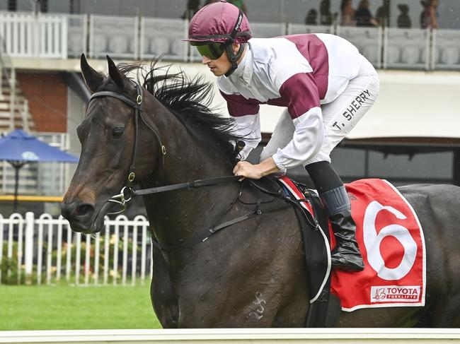 Eagle Nest, ridden by Tom Sherry, at Rosehill Gardens on November 30, 2024. Picture: Bradley Photos