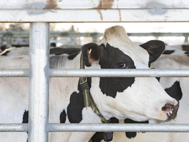 Focus - Dairy farmers Mark and Kaylene WalpoleMark and Kaylene Walpole run a massive 2000 cow dairy at Yalca with their adult children:  Zena (28), Beau (26), Corey (24) and Matyka (22). PICTURED: Generic Dairy. Dairy cows. Milk. Stock photo. Modern dairy farm.Picture: Zoe Phillips