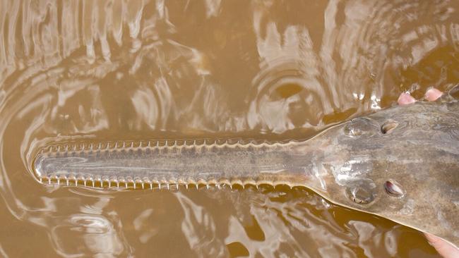 Scientists have found seven juvenile smalltooth sawfish spawned through a natural phenomenon of immaculate conception known as parthenogenesis. Picture: Florida Fish and Wildlife Conservation Commission.