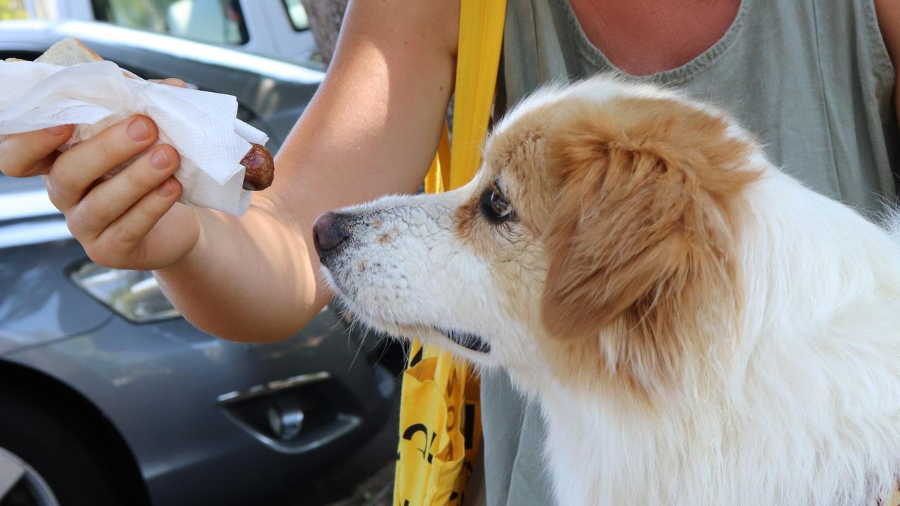 Fannie Bay local Leo enjoying a democracy sausage. Picture: Monique van Der Heyden