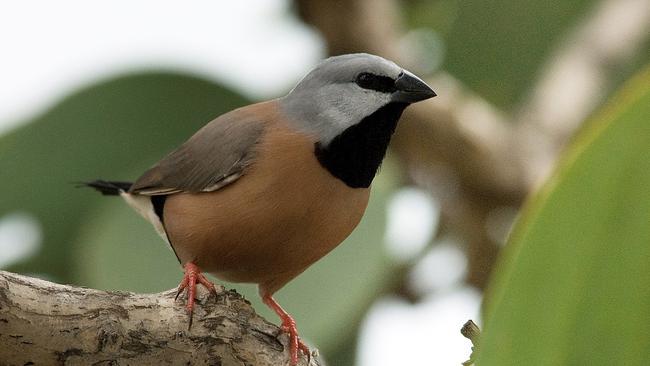 The Adani coal mine will put an endangered finch on a fast track to extinction, experts trying to save it have warned the federal government. Picture: AAP/Birdlife Australia, Eric Vanderduys