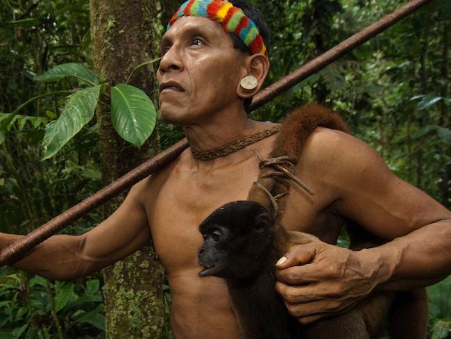 ONE TIME WEB USE ONLY - FEE APPLIES - SPECTACULAR images offering insight into the lives of the Huaorani people in the Ecuadorian Amazon have been revealed showing how they use traditional methods to hunt monkeys for food. The collection of pictures show people with dead monkeys hanging around their necks and another person in the trees in action trying to catch their next meal with a blow gun. Other shots show a man creating an ornate headpiece and woman knitting a hat. Other shots offer further insight into what the people eat with bare toucans, the bird made famous through advertising the Irish stout Guinness, hanging from their necks and a peccary pig roasting on an open flame. The stunning pictures were taken by conservation photographer, Pete Oxford (58) from Torquay, Devon in the Ecuadorian Amazon. To take his shots, Pete used a Nikon camera. Pete Oxford / mediadrumworld.com