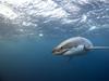 Shark attack at popular tourist spot