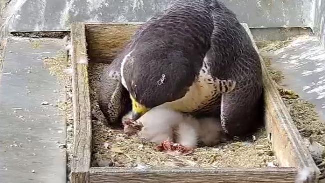 The nest was home to two chicks. Where is the second? Supplied image