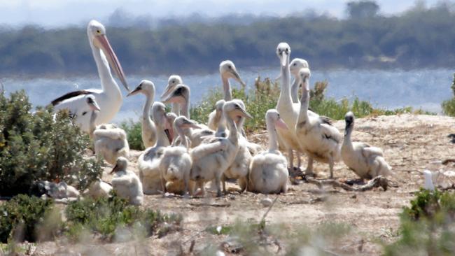 A group of juvenile pelicans on Bird Island, off Outer Harbor.