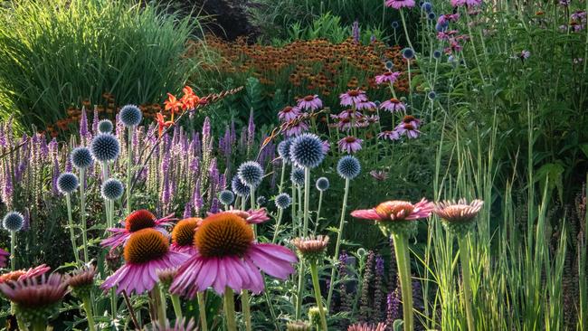 Inside Ralph Bristow’s garden near Mansfield. Picture: Ralph Bristow