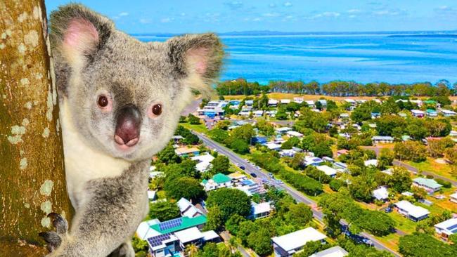 Koalas mauled to death by dogs on Straddie triggers call for harsher penalties