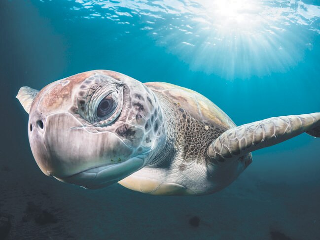 Runner-up Wildlife Portraits ... Green Turtle, Green turtle under the sun rays. Picture: Greg Lecoeur/WildlifePhoto.com