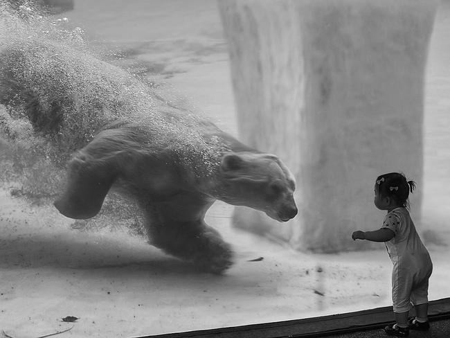 Relationship ... The polar bear spends most of its time on land. When it gets too hot, it slowly slides into the pool and swims as if it were floating in weightlessness. Everything changes at feeding time, when the polar bear becomes very active and can be very interesting to watch. Location: Singapore Zoo. Picture: Alla Sokolova (FR)/Siena International Photo Awards 2016