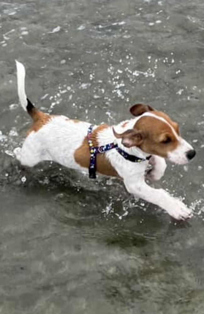Graham: Reo Smash Taurua's 3 month old Pit Russell