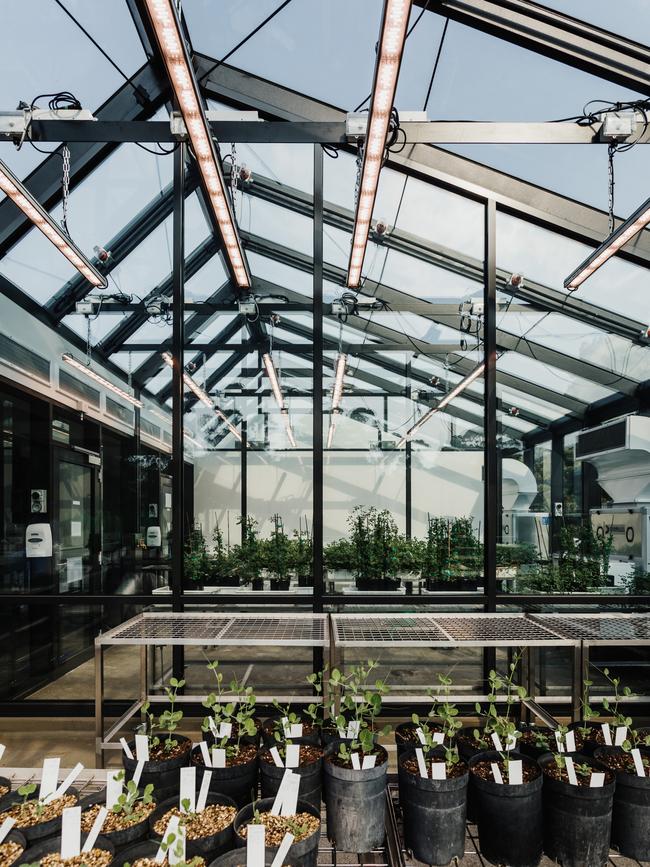 The University of Tasmania’s PC2/QC2 glasshouse facility complete with a lab and growth chambers by Preston Lane. Picture: ADAM GIBSON