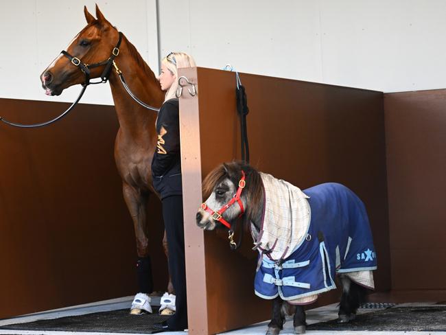 Giga Kick with Frankie the pony. Picture: Vince Caligiuri / Getty Images