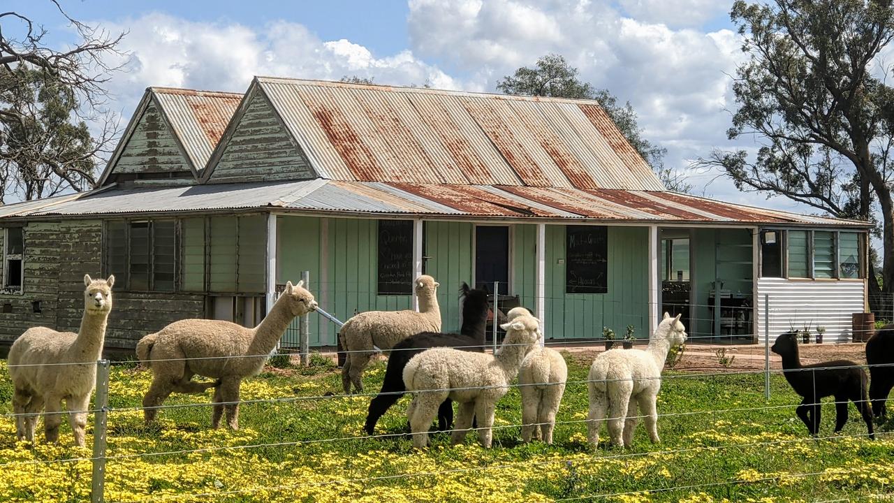 The converted farmhouse with its friendly neighbours. Picture: Nicole Drew Photography