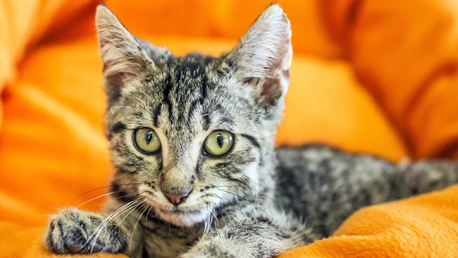 2nd Chance Cat Rescue has rehomed more than 1000 kittens, like Ashley, since it was launched in 2011. Picture: Sarah Matray