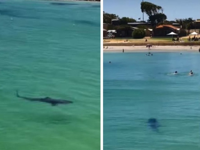 Chilling footage of a shark sighting in the water near a large group of swimmers has attracted attention on social media. 