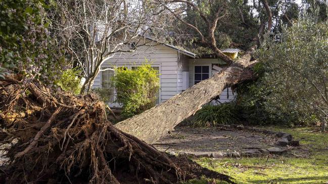 If there is concern a neighbour’s tree may be dangerous, it’s not clear cut issue of making them simply remove it. Picture: Wayne Taylor