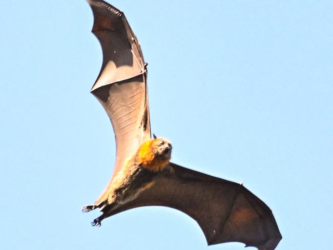 ADELAIDE, AUSTRALIA - NewsWire Photos FEBRUARY 28, 2024: MARCH 6, 2024: Bats in trees in Botanic Park, site of the WOMADelaide Music Festival. Picture: NCA NewsWire / Brenton Edwards