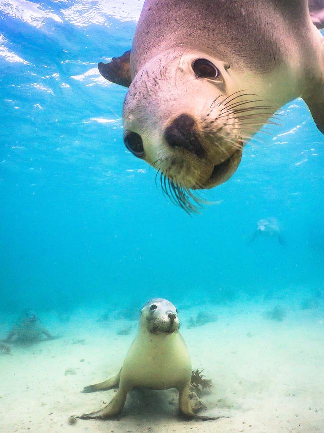 Famed for its wildlife tours which allow visitors to swim with sea lions and dolphins. Pics: Supplied