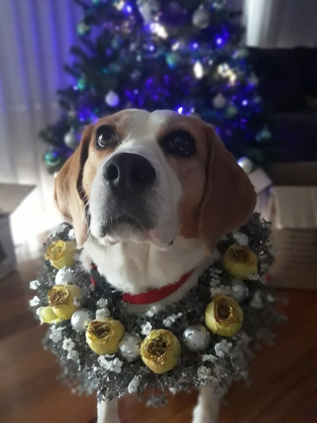 Oscar from Glenroy wants to know if Santa comes for doggies too. Picture: Lauren Hammond