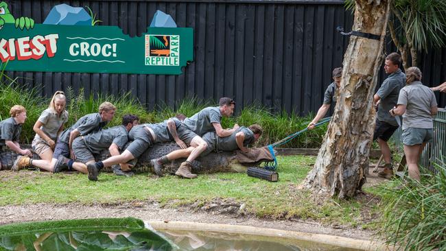 Billy Collett (seventh from the right, closest to croc’s head) and his team restrain Elvis – Australia's crankiest croc – for a health check and dental exam. Picture: Australian Reptile Park