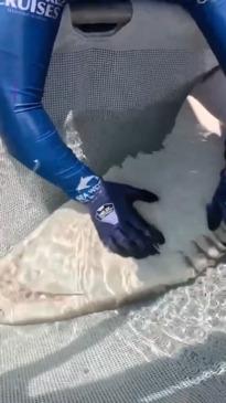 QLD team rescues critically endangered shark