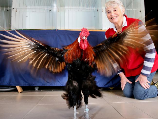 Central Coast Poultry Club’s pavilion is the largest in the State. Picture: Peter Clark