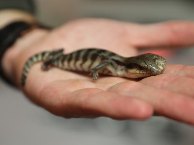 Keepers were impressed he has survived in the wild. Picture: Australian Reptile Park.