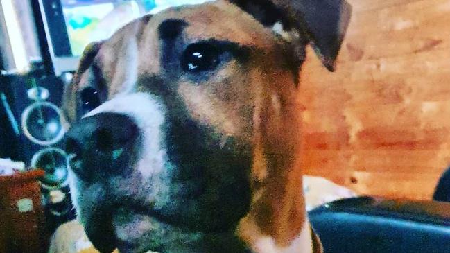 One of Daniel Blake’s dangerous dogs, Narla. Picture: supplied