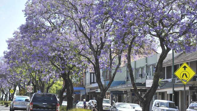 Eight new mature Jacaranda trees will be planted on Argyle St in Camden as part of new street beautification works.