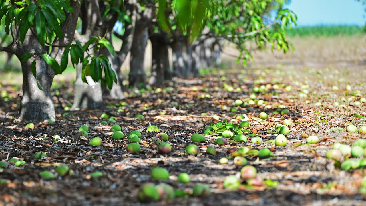 Farmers whose plans to expand have been scuppered need financial compensation, NT Farmers Association says. Picture: Zak Simmonds