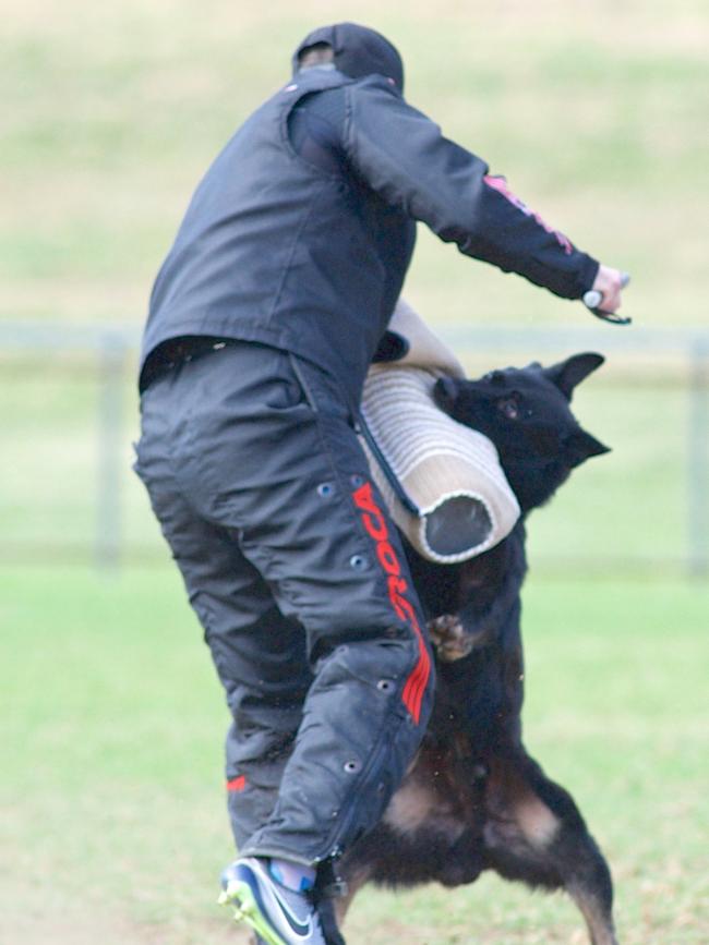 The national event of the Working German Shepherd Dog Club of Australia IGP dog sport, formerly known as IPO, is on in Nundah this weekend. Picture: Sanne Pedersen