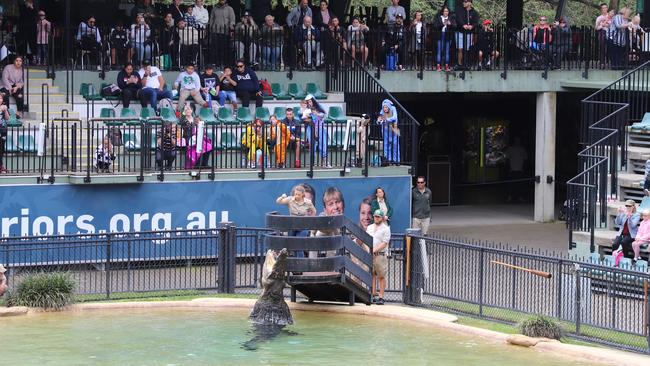 Bindi Irwin feeding a crocodile in the Australia Zoo Crocoseum in 2020.