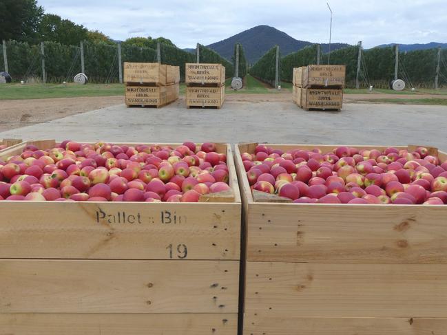 Apples picked and ready for packing at Nightingale Brothers orchard, Wandiligong.