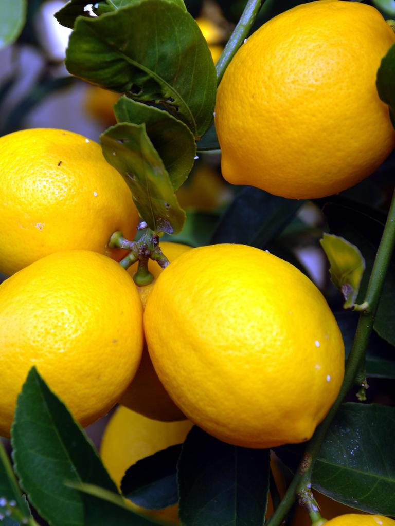 australian-lemon-prices-soar-indicating-what-s-ahead-for-fruit-and