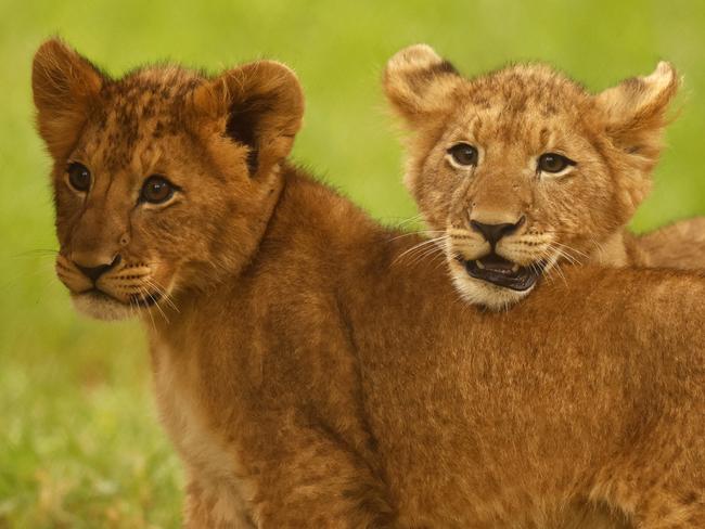 Embargoed for Friday 12 April 2024 Speak to Nicola Amoros before publishing. DAILY TELEGRAPH. The twin lion cubs at Mogo Wildlife Park, which the Daily Telegraph readers have names duke (darker coloured) and Kion. Picture: Jonathan Ng