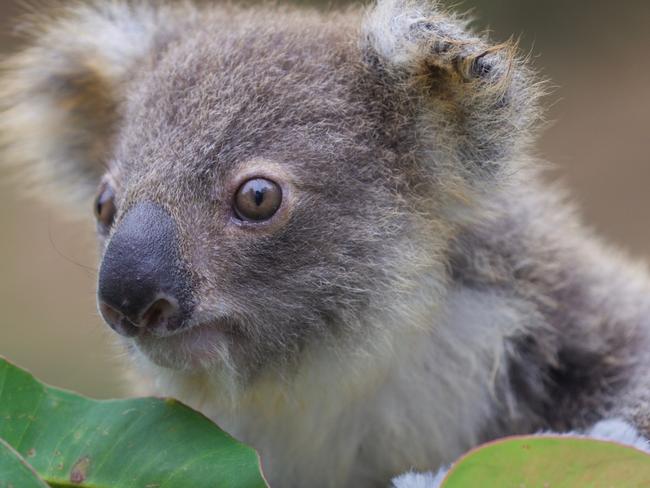 ‘Rogue entity’: forestry corp slammed after koala breach