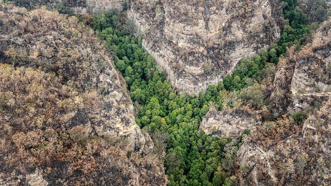 Wollemi pines, Blue Mountains. Picture: NSW National Parks and Wildlife Services