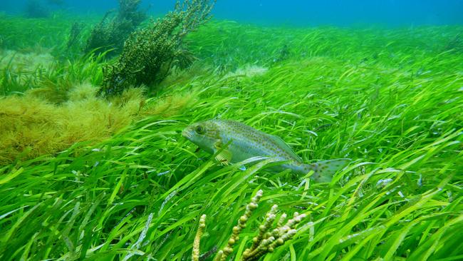 The Environment Department is protecting and restoring blue carbon ecoystems around the state. Picture: Simon Bryars / DEW