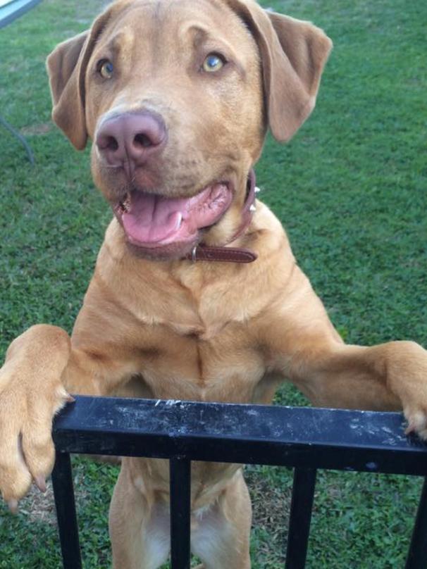 Belinda Behrns’ beautiful boy Rambo. He is “amazing, clever and very cute”.