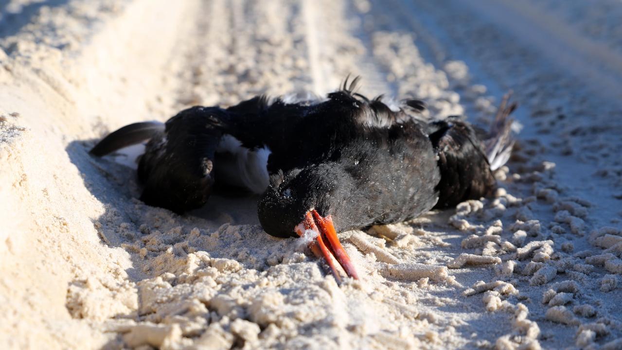 As more animals are found dead on local beaches including Teewah as a result of reckless beach driving, several residents and wildlife advocates are calling for change.Â