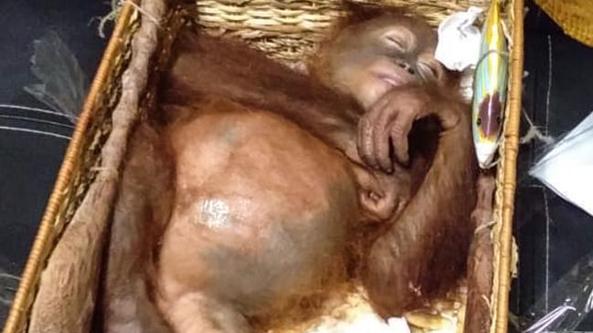 This handout picture taken and released on March 23, 2019 by the Natural Resources Conservation Agency of Bali shows a rescued two-year-old orang-utan resting inside a rattan basket, after a smuggling attempt by a Russian tourist at Bali's international airport in Denpasar. — Indonesian authorities on March 22 arrested a Russian tourist for attempting to smuggle an orang-utan out of the country in his suitcase. (Photo by Handout / Natural Resources Conservation Agency of Bali / AFP) / RESTRICTED TO EDITORIAL USE — MANDATORY CREDIT "AFP PHOTO / NATURAL RESOURCES CONSERVATION AGENCY OF BALI" — NO MARKETING NO ADVERTISING CAMPAIGNS — DISTRIBUTED AS A SERVICE TO CLIENTS