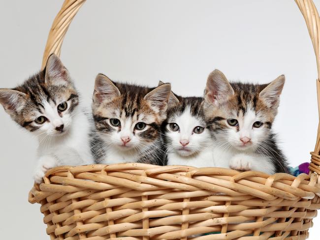 Five-week-old domestic short-haired kittens Lucy, Rascal, Aussie and Quinn. Picture: Jonathan Ng