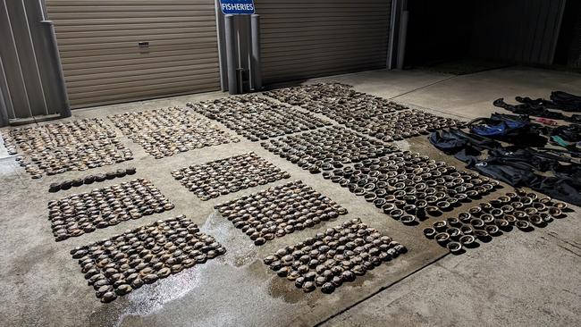 Illegal abalone haul seized by Fisheries NSW. Picture: Supplied