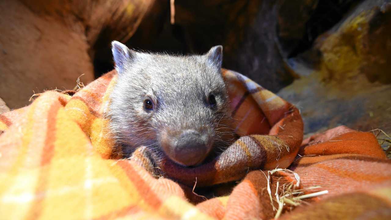 Minnie the darling wombat passes on | Daily Telegraph