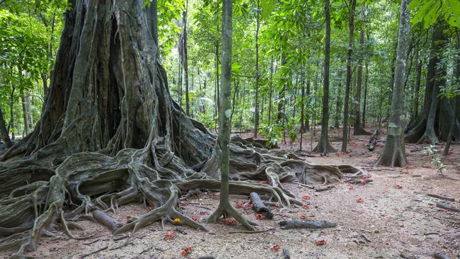 The unusually bare rainforest floor deep in the heart of Christmas Island is meticulously cleaned by millions of the island's famous red crabs that live in burrows in the soil around these fig trees. Picture: Chris Bray Photography