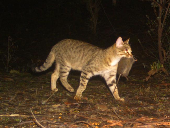 Feral cat carrying a rat.  Researchers at the University of Tasmania have designed and deployed an innovative network of camera traps across the state to monitor our threatened wildlife and track invasive species such as feral cats.  Picture: supplied