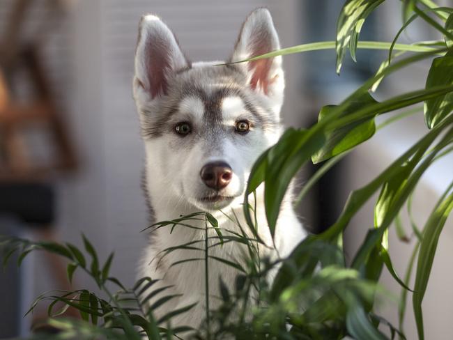 A small puppy among domestic plants