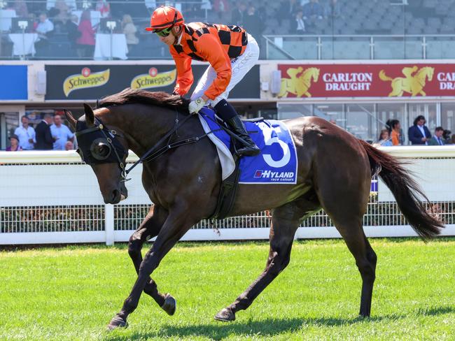 Hey Fat Cat on the way to the barriers prior to the running of  the Hyland Race Colours Autumn Stakes at Caulfield Racecourse on February 10, 2024 in Caulfield, Australia. (Photo by George Sal/Racing Photos via Getty Images)