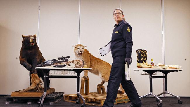 ABF Inspector Emily Hay pictured looking over some of the illicit imports that have been seized. Picture: Sam Ruttyn